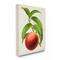 Stupell Industries Vintage Fruit Peach Painting Canvas Wall Art
